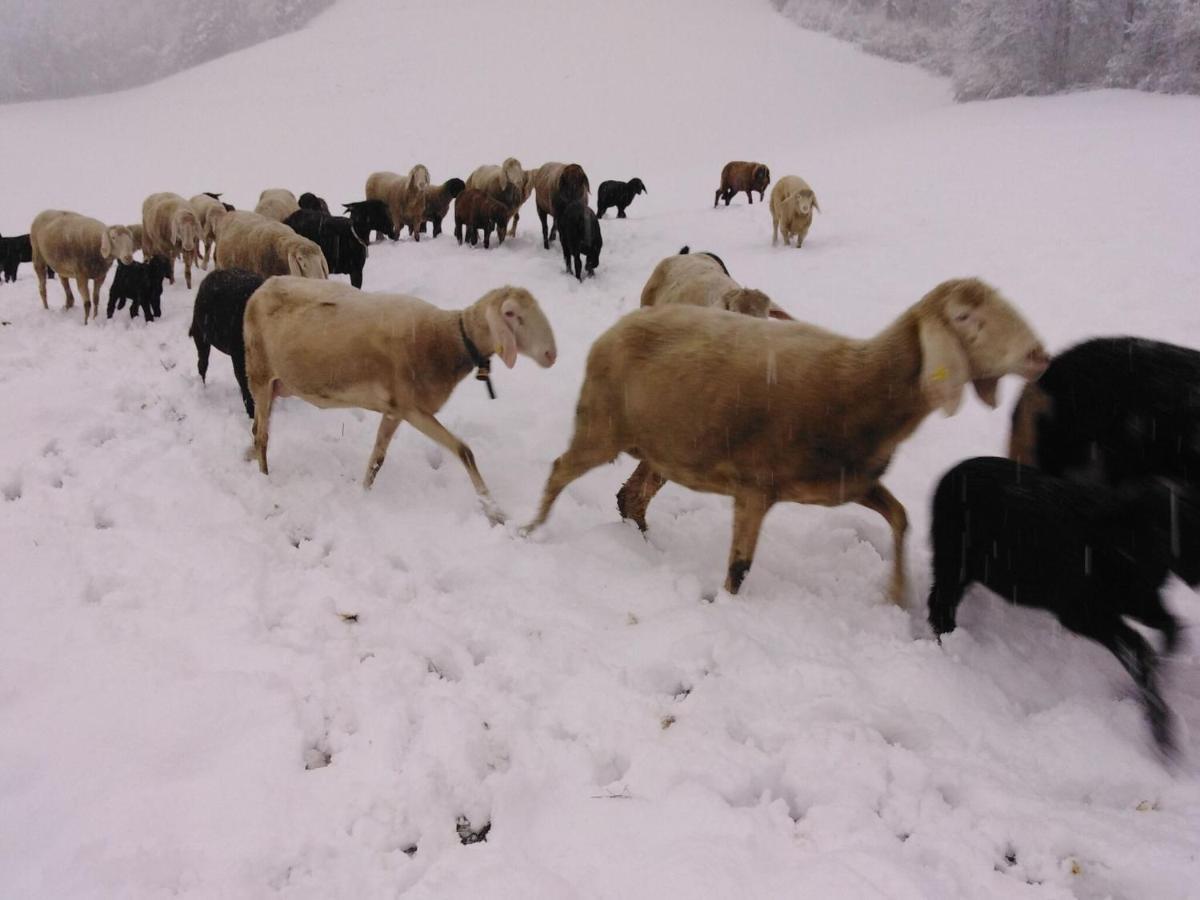 Holiday On An Organic Farm In Hart Im Zillertal Hart im Zillertal Exterior foto